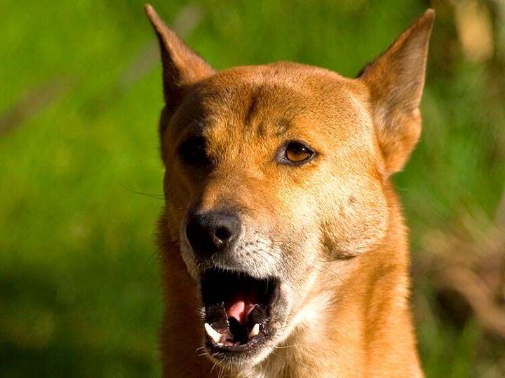 новогвинейская поющая собака видео