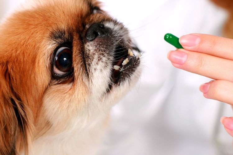 Собаке дают таблетку