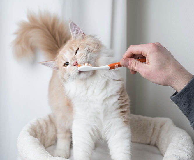 Уход за зубами как чистить зубы кошке