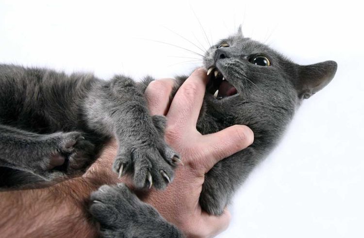 Кошка царапает и кусает руку