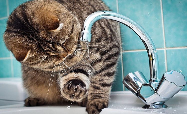Кот пробует лапой воду