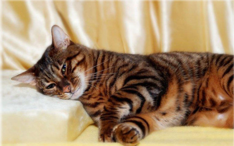 Тойгер - редкие породы кошек