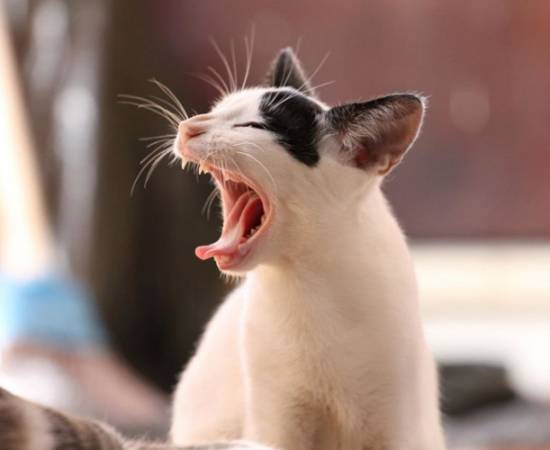 Стоматит у котов и кошек