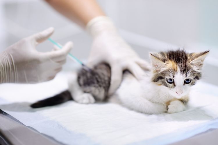 Комплексная прививка для кошек