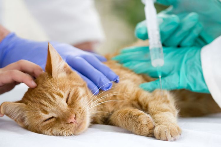 Эвтаназия коту в клинике