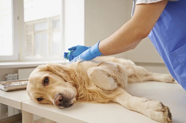 Эвтаназия собаке в клинике