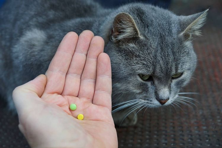 Кошка с таблетками