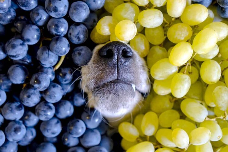 Собака и виноград