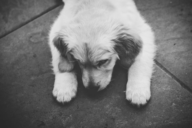 Черно-белое фото щенка