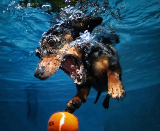 Собака купается в бассейне