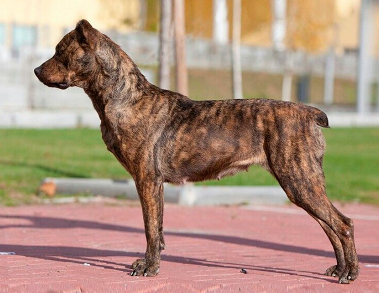 стандарт породы Азорская пастушья собака