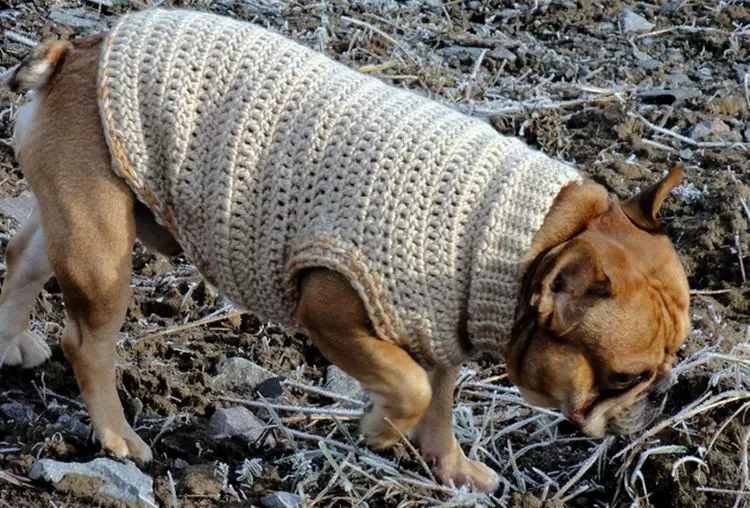 Техника и схема вязания спицами свитера для любимой собаки
