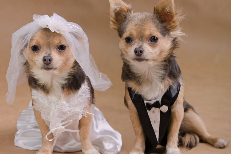 Собаки в свадебной одежде