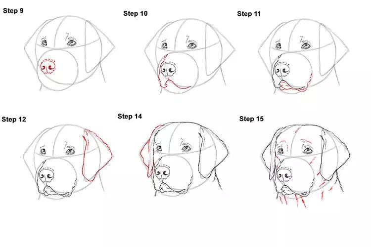 Как нарисовать собаку карандашом и не только - поэтапные инструкции