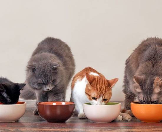 Кошки едят корм