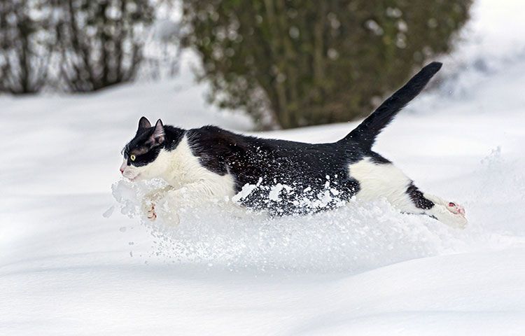 Кот в снеге