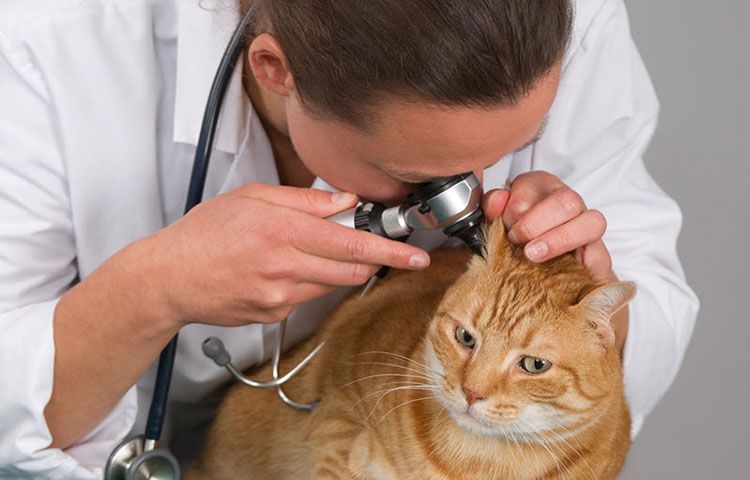 Рыжий кот у ветеринара