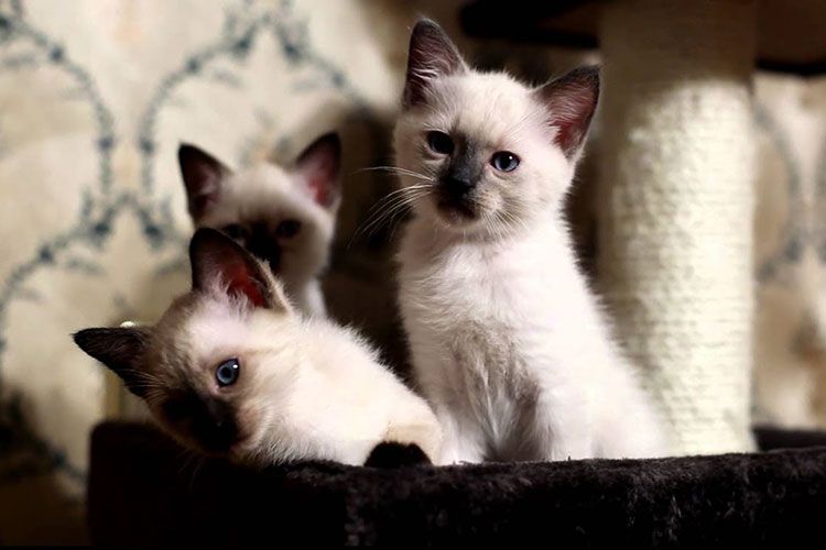 сколько живут сиамские кошки в домашних
