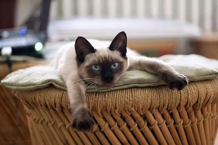 сколько живет сиамская кошка в домашних условиях