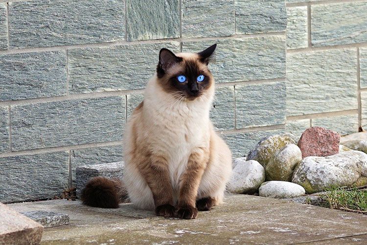 Сиамская кошка сколько стоит
