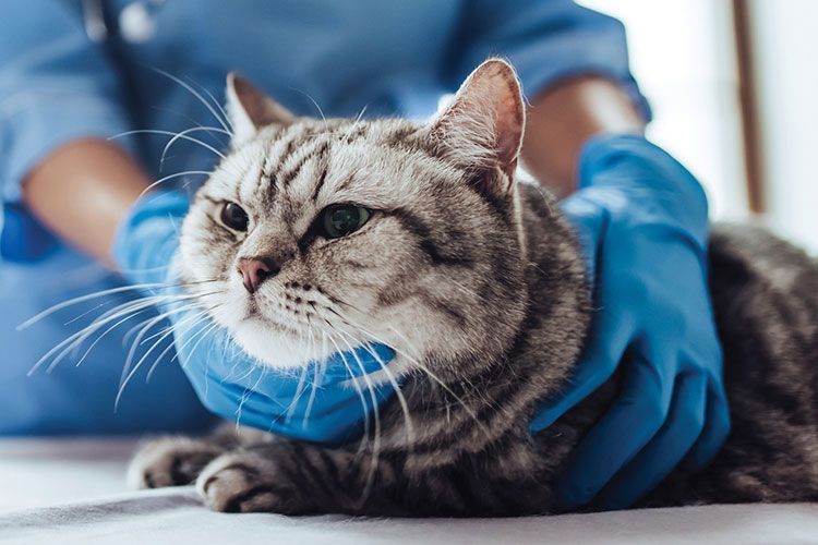 Может ли кошка заразиться коронавирусом