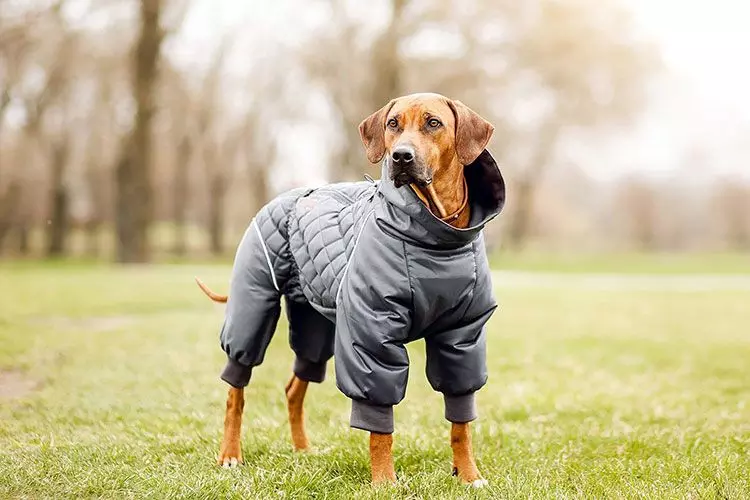 Выкройки комбинезонов для собаки: шьем одежду питомцам своими руками