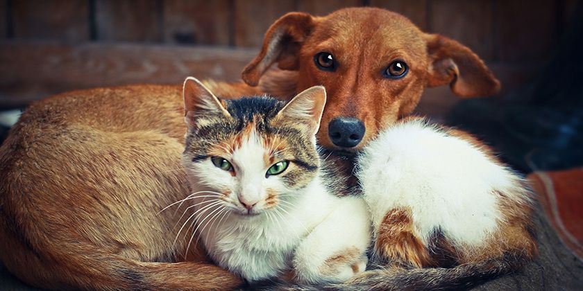 Регистрация кошек и собак в России
