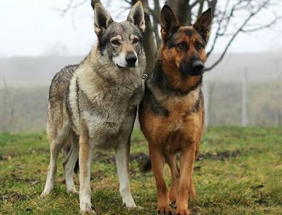 Кто сильнее - волк или собака