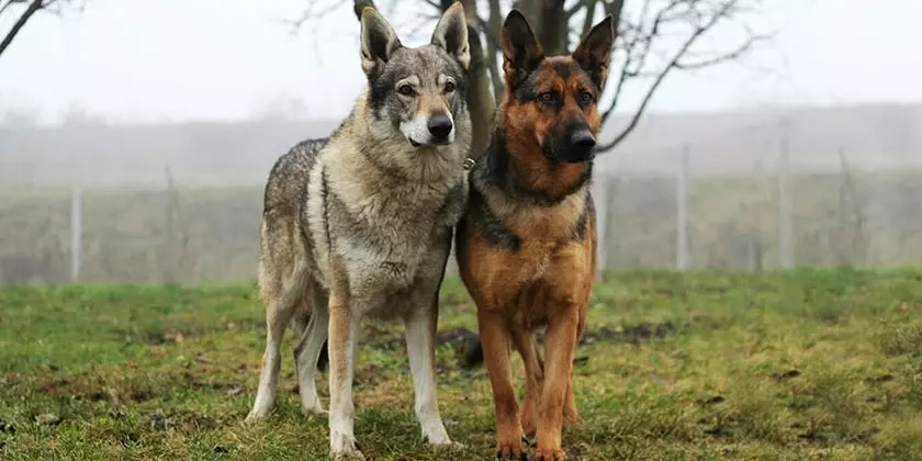 Кто сильнее: волк или собака | какая собака победит, почему