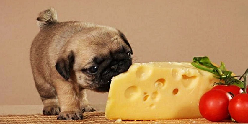 Сыр для собаки