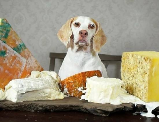 Можно ли сыр собакам