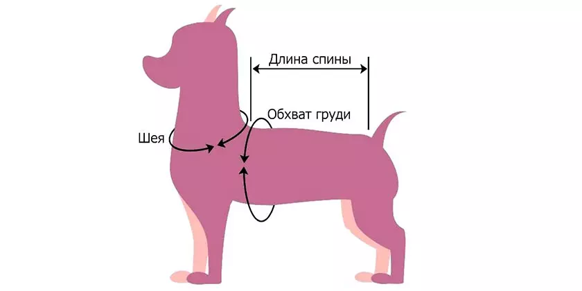 как измерить собаку для одежды чихуахуа