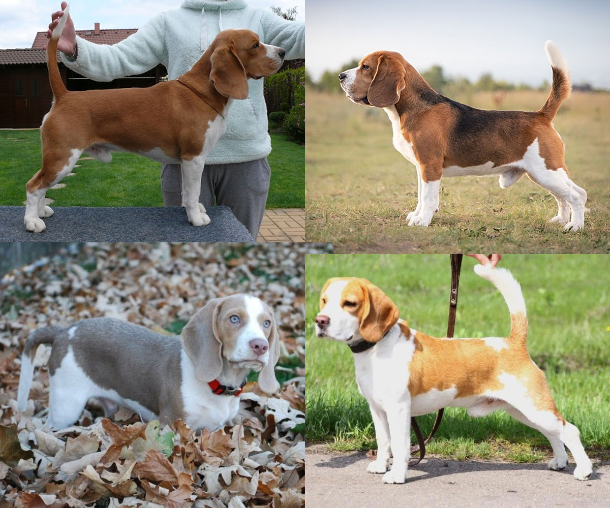 Варианты окраса породы Beagle