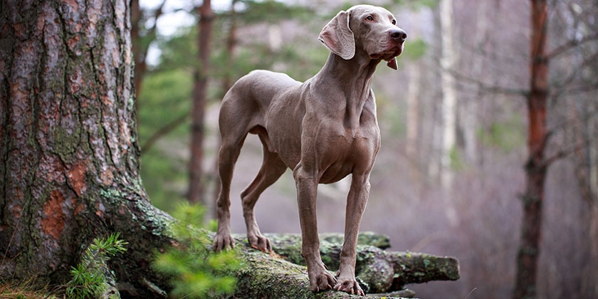 Веймаранер — порода собак и её особенности