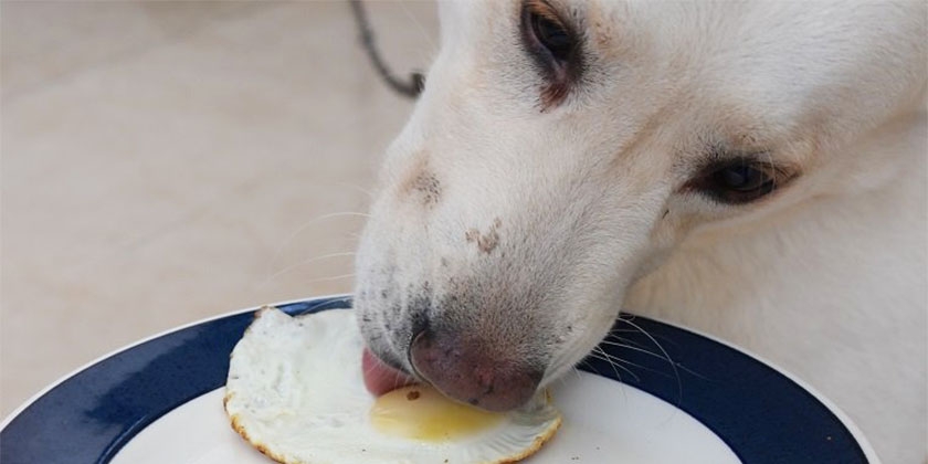 Собака ест яйцо