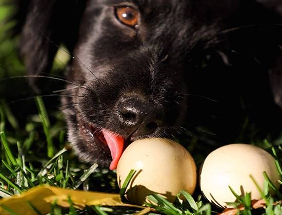 Можно ли собакам вареные яйца