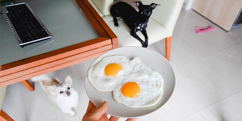 Яйца для собак
