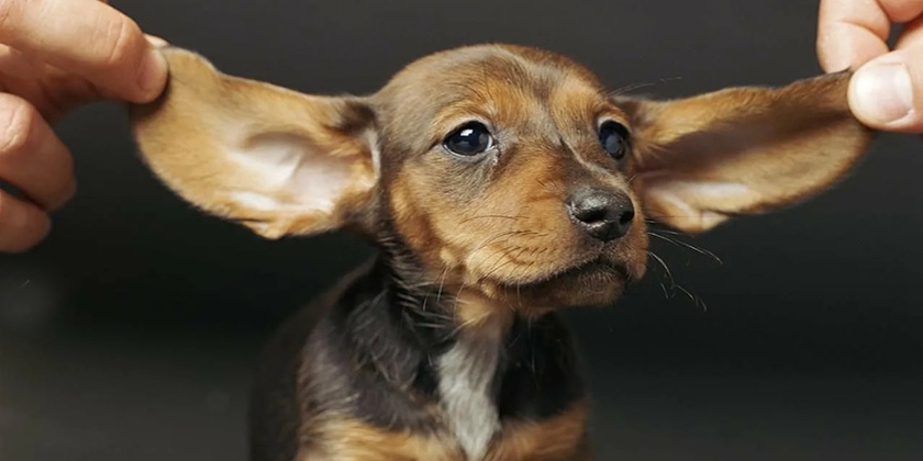 Пород собака с висячими ушами