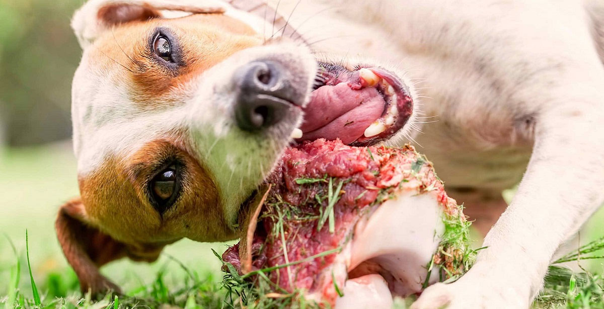 Диета RAW - сырое мясо для собаки