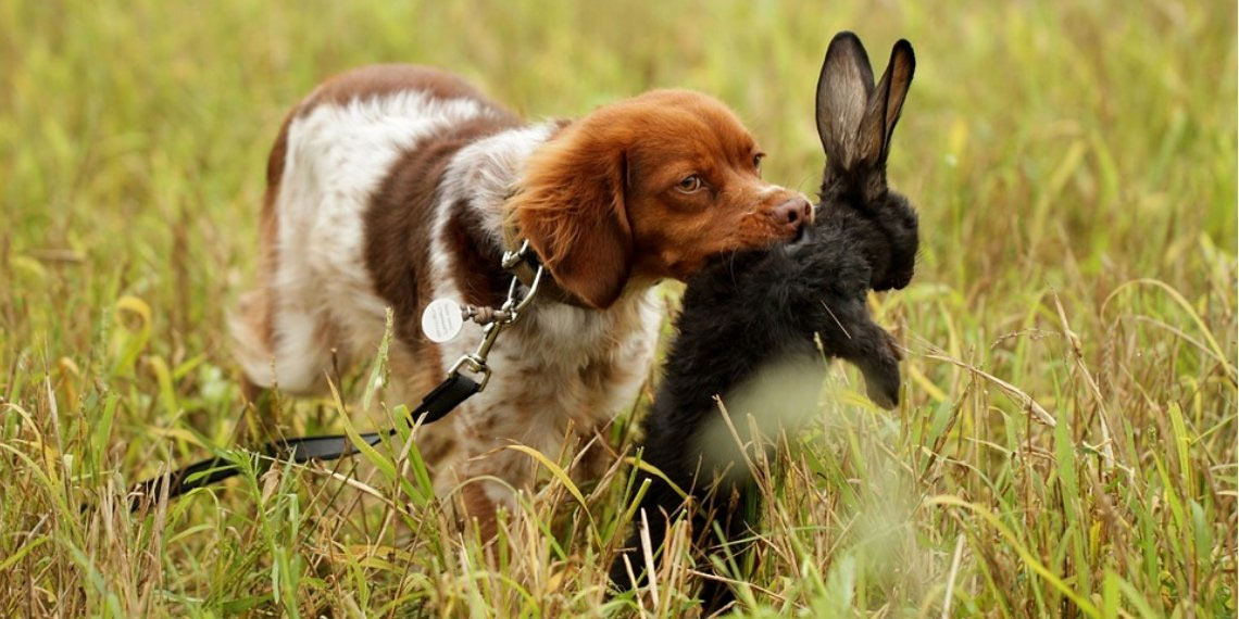 собака поймала черного кролика