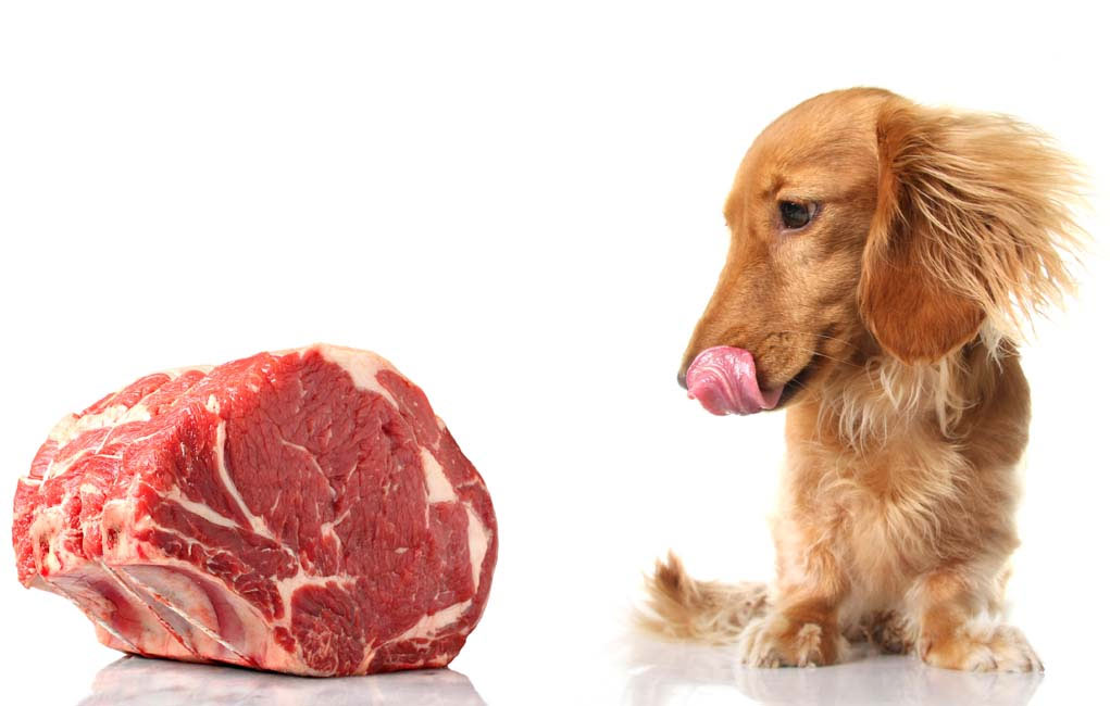 можно ли собакам сырое мясо говядины