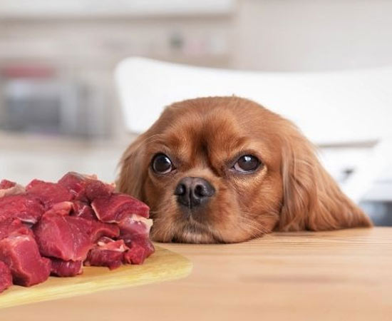 Можно ли собакам сырое мясо