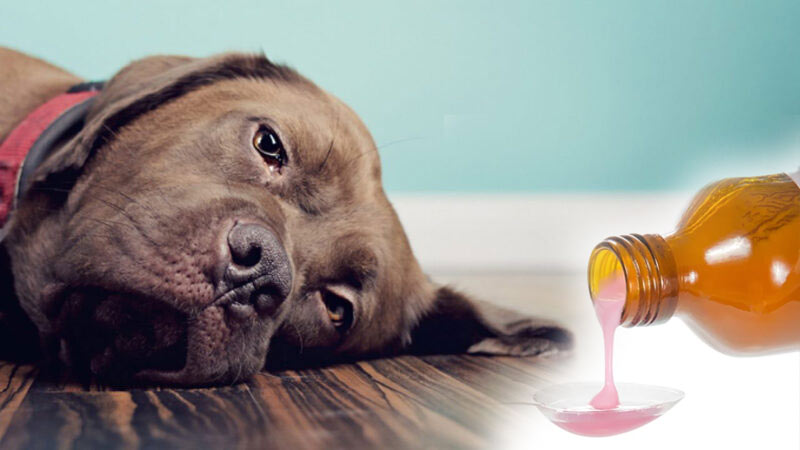 Как дать собаке жидкое лекарство - 3 способа