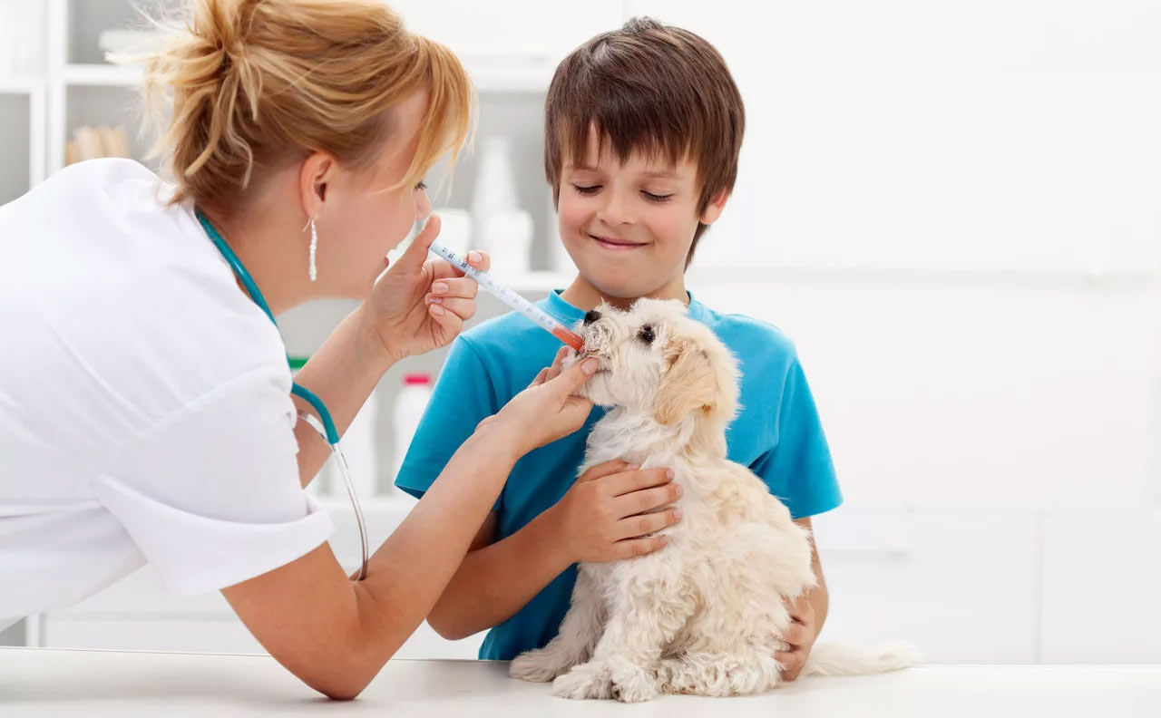 собаке дают лекарство со шприца