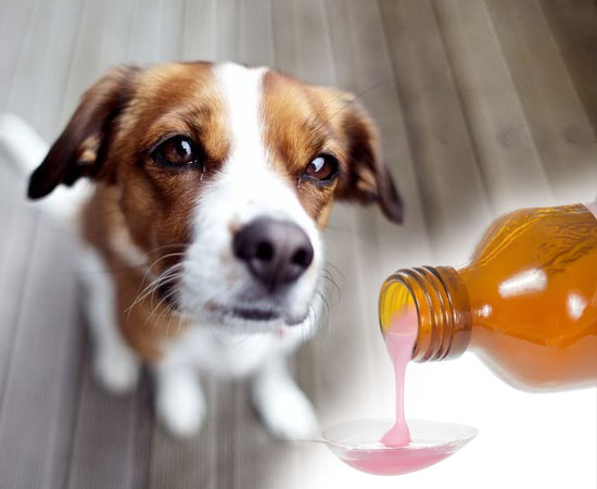 Как дать собаке жидкое лекарство