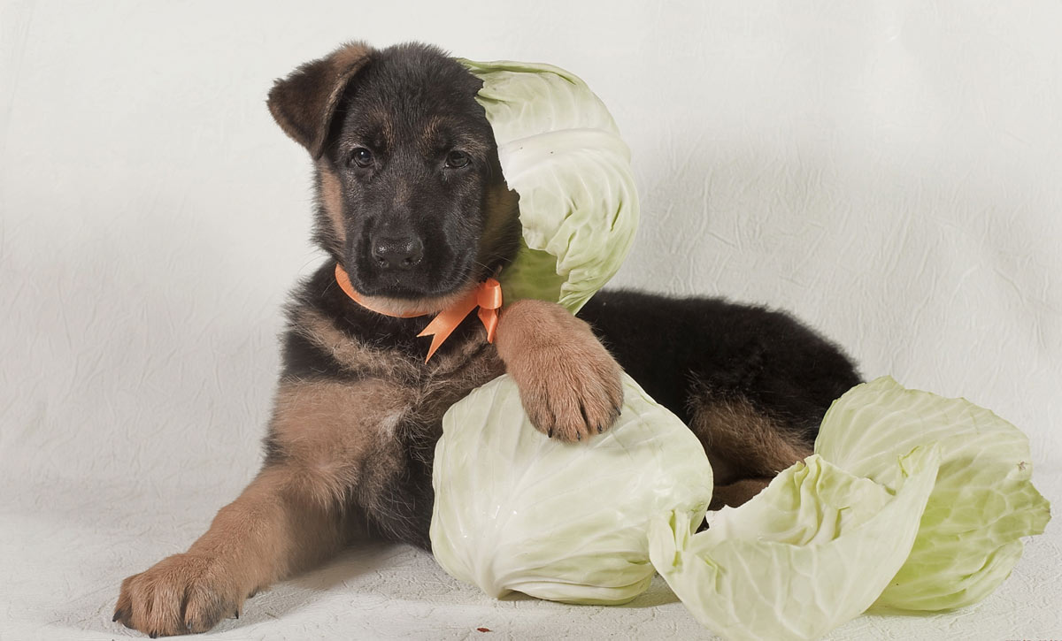 Как давать собаке белокачанную капусту