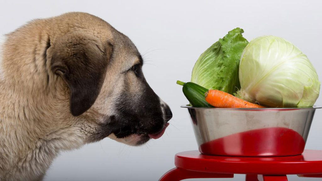 Можно ли собакам капусту: цветную, квашеную, белокачанную, сырую