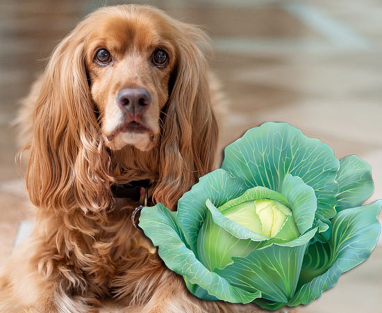 Можно ли собакам капусту: цветную, квашеную, белокачанную, сырую