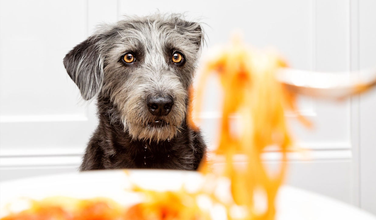 почему собакам нельзя давать макароны