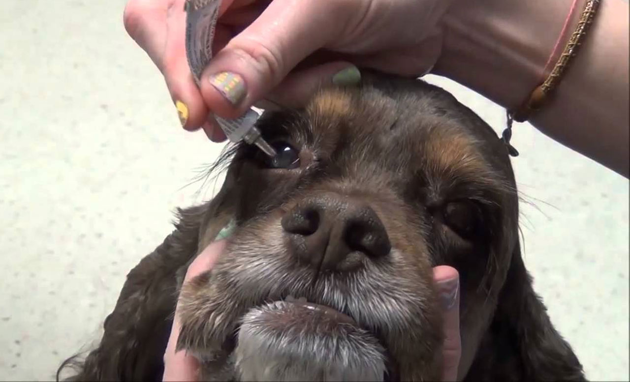 Как наносить глазную мазь для собак Оптиммун 